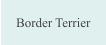 Border Terrier