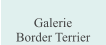 Galerie  Border Terrier