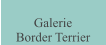 Galerie  Border Terrier
